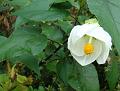 2009-1016-1050_Abutilon-12,3C